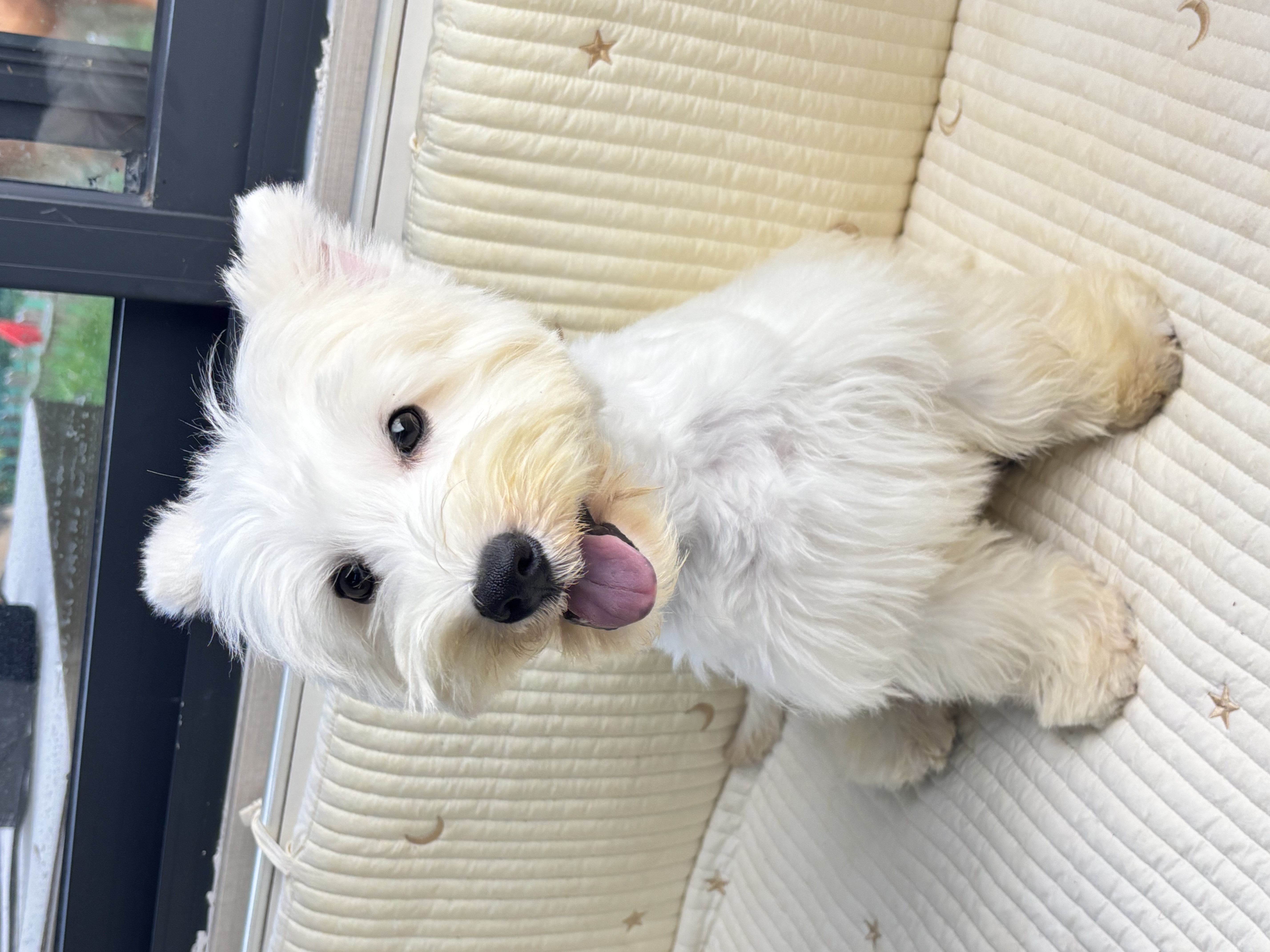 精品 软爆毛 五官好 骨架粗 西高地